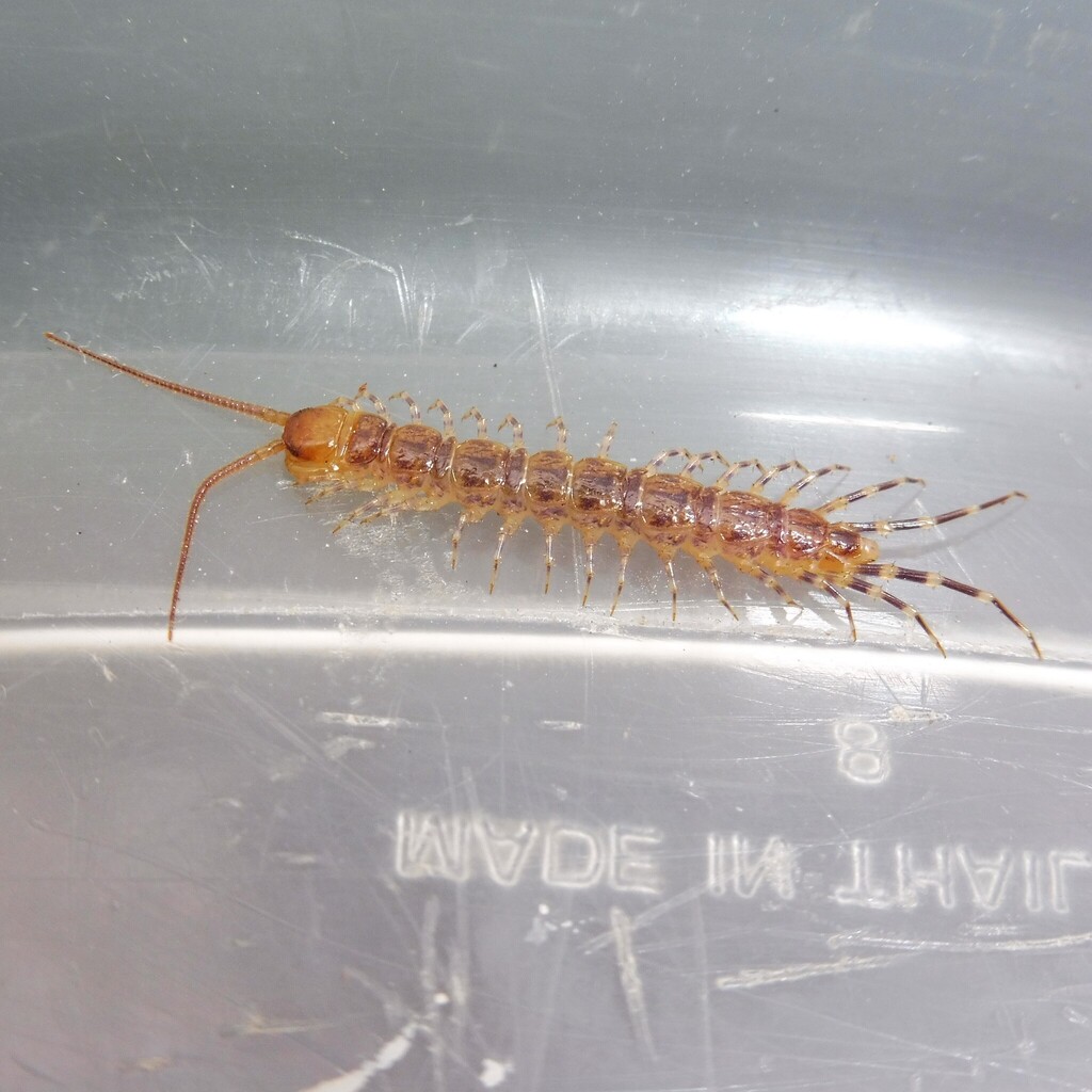 Lithobius variegatus variegatus