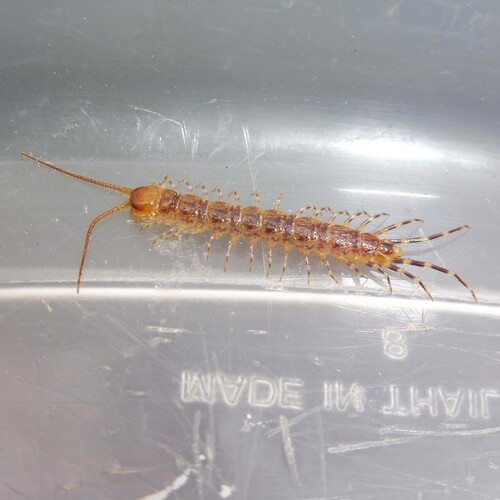 Lithobius variegatus variegatus