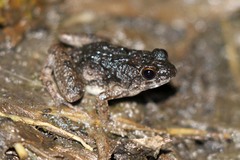 Phrynobatrachus