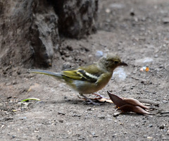 Fringilla coelebs canariensis