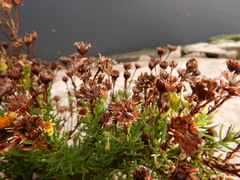 Limbarda crithmoides