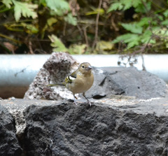 Fringilla coelebs canariensis