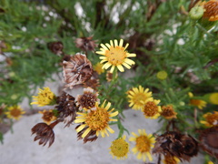 Limbarda crithmoides