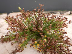 Limbarda crithmoides