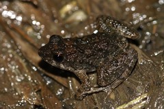 Phrynobatrachus