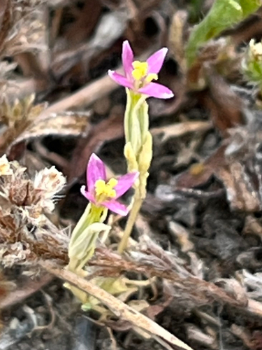 Muehlenberg's Centaury (Zeltnera muehlenbergii)