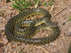 Speckled Kingsnake - Photo (c) Yinan Li, some rights reserved (CC BY-NC), uploaded by Yinan Li