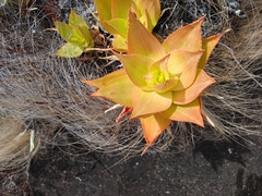 Aloe deltoideodonta image