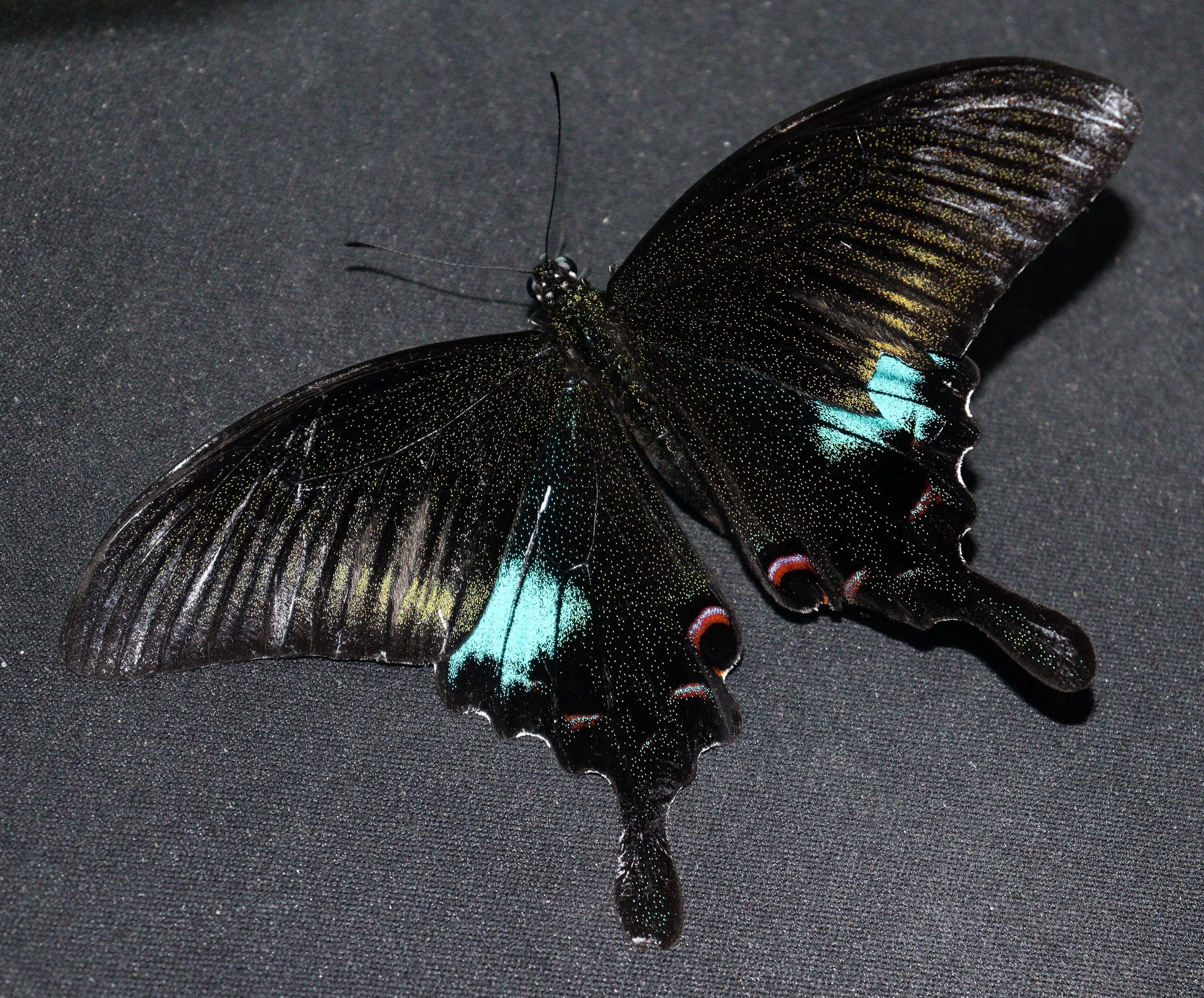 Common Peacock