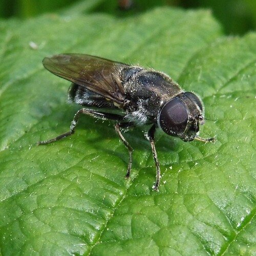 Cheilosia vulpina