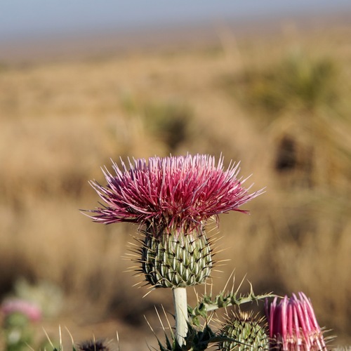 yellowspine thistle (Cirsium ochrocentrum)