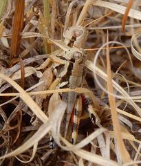 Melanoplus glaucipes