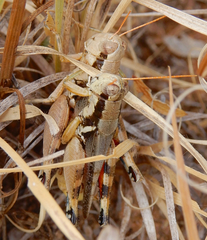 Melanoplus glaucipes