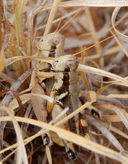 Melanoplus glaucipes