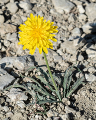 Agoseris parviflora