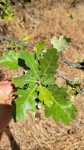 Oregon × valley oak
