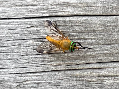 Yellow Fly of the Dismal Swamp photo 5