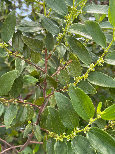 Pain-in-the-back (Trema lamarckianum)