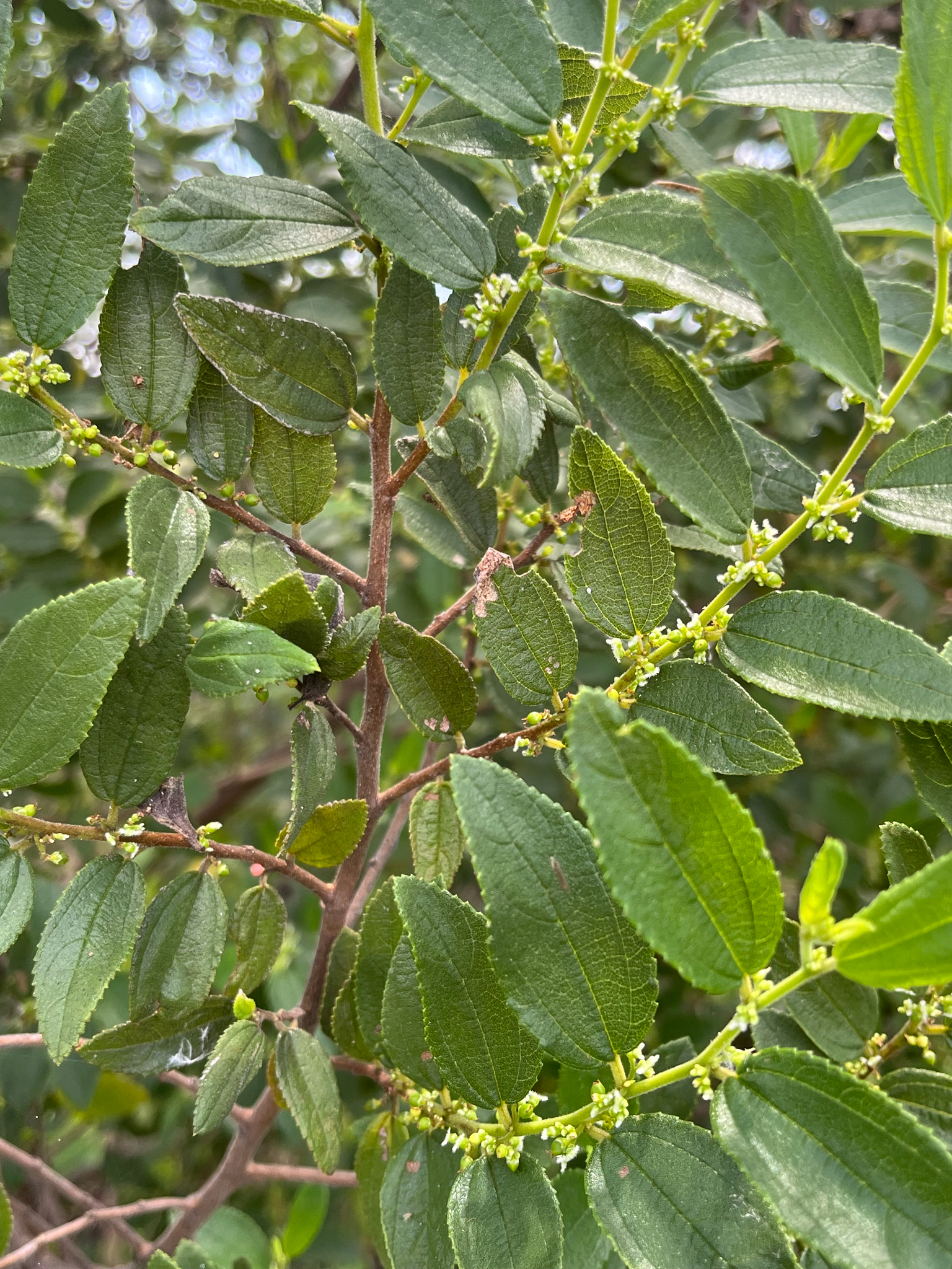 Pain-In-The-Back (Trema lamarckianum)
