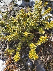 Olearia cymbifolia