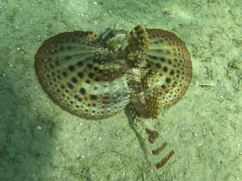 Bandtail searobin (Prionotus ophryas) — Triglidae — 4