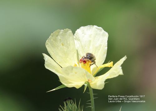 Mexican Poppy