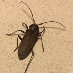 Hesperophanes sericeus