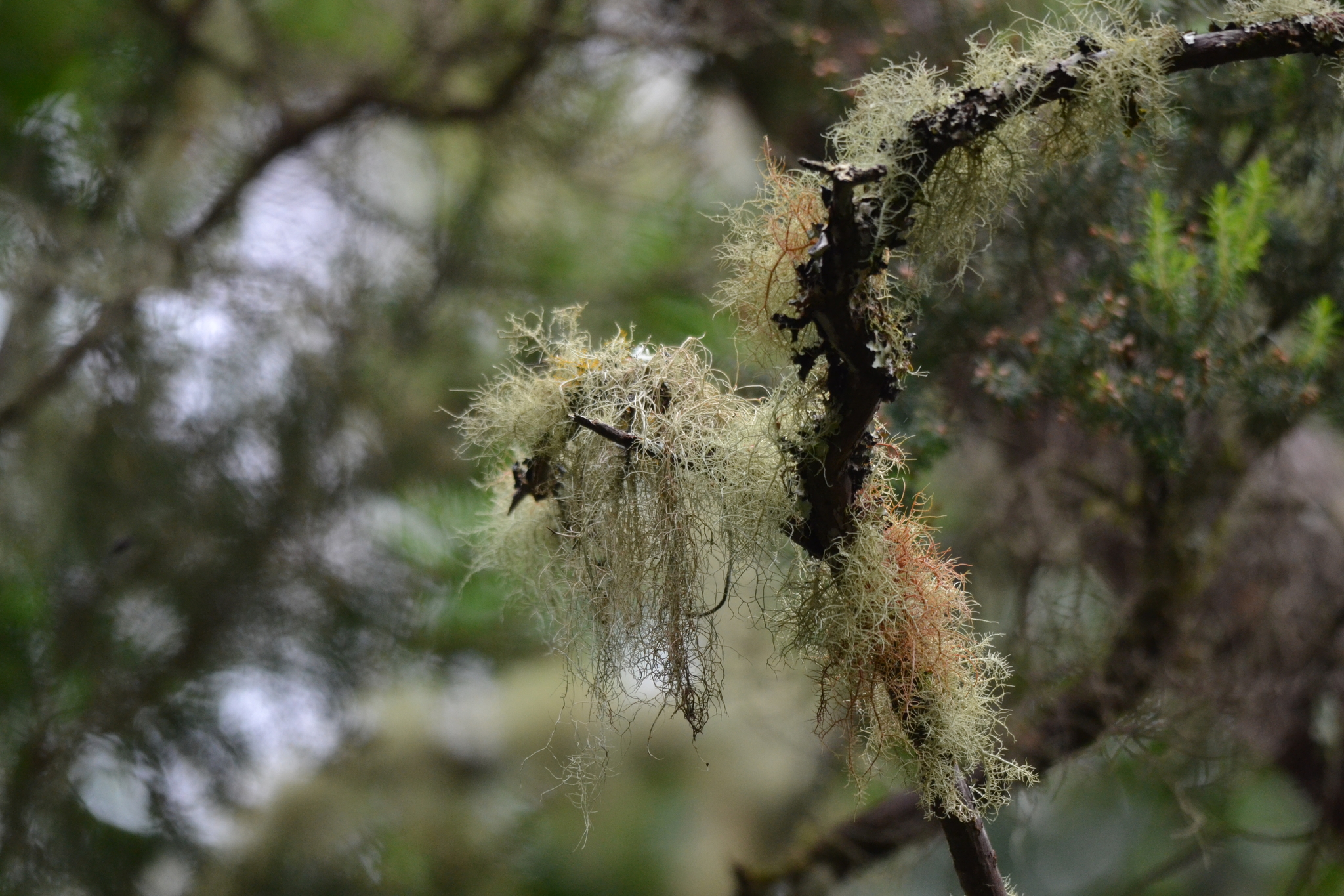 Usnea rubicunda