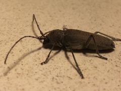 Hesperophanes sericeus