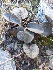 Brachyglottis haastii