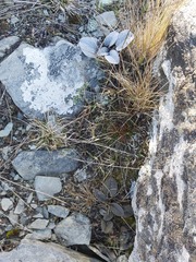 Brachyglottis haastii