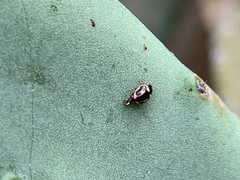 Hyperaspis trifurcata