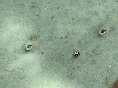 Hyperaspis trifurcata