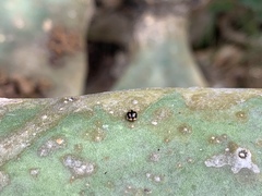 Hyperaspis trifurcata