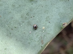 Hyperaspis trifurcata