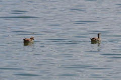 Alopochen aegyptiaca