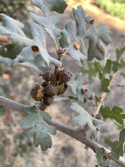 Disholcaspis eldoradensis