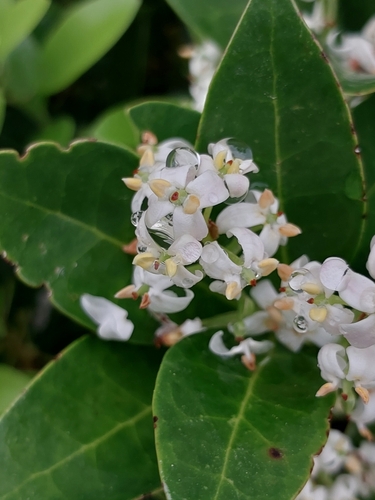 Picconia azorica, photograph 6