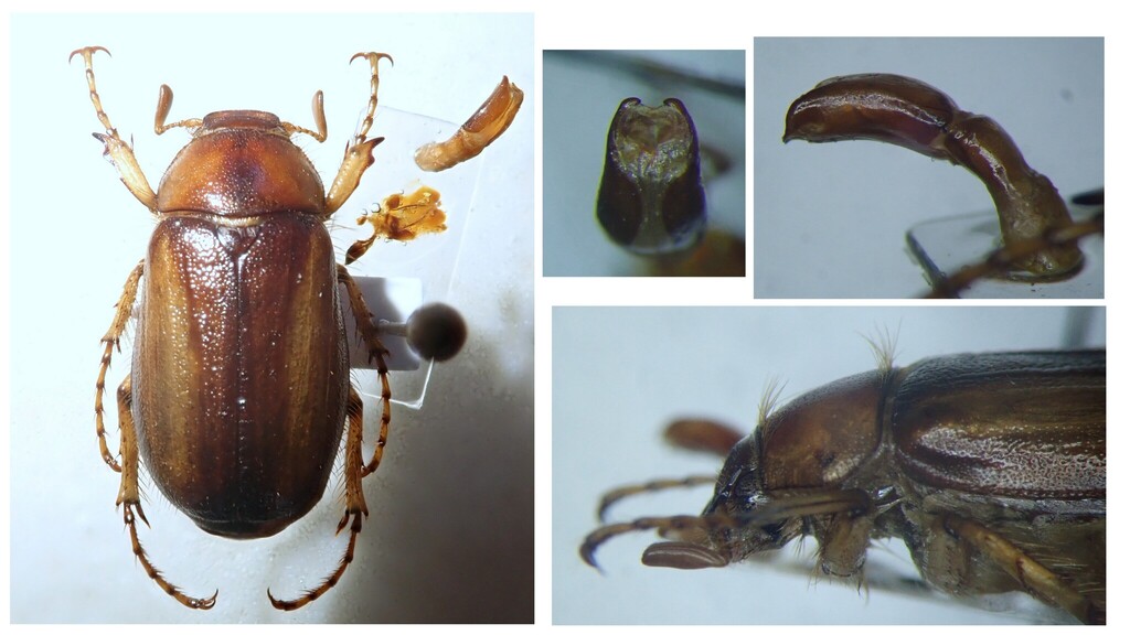 Rhizotrogus maculicollis