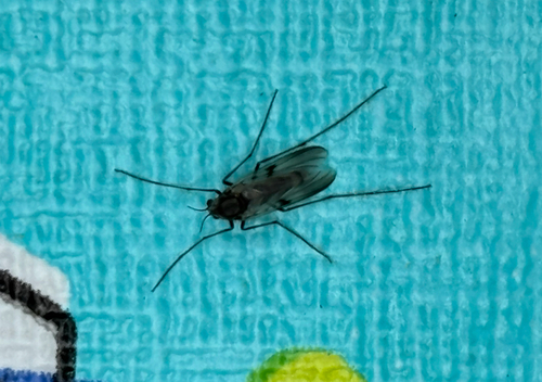Tanypus vilipennis