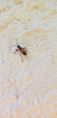 Dysdercus