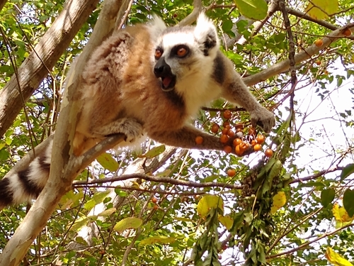 Ring-tailed Lemur