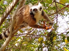 Ring-Tailed Lemur photo 2