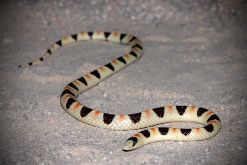 Colorado Desert Shovelnose Snake