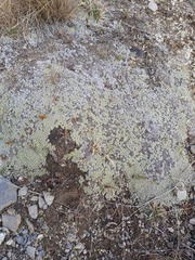 Raoulia parkii