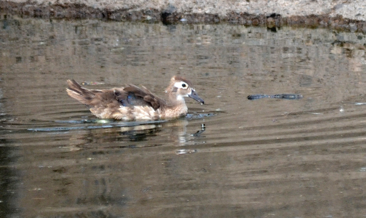 Pato joyuyo