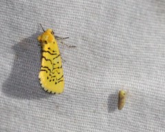 Chrysoecia atrolinea