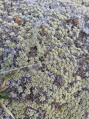 Raoulia parkii