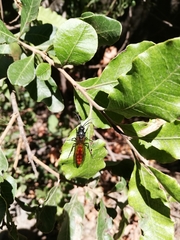 Elaphroptera