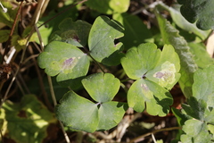 Phytomyza aquilegiae